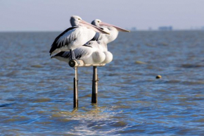 Pelican Perch Retreat